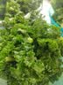 京鲜生云南新鲜羽衣甘蓝净重1.5斤 新鲜蔬菜 健康轻食 源头直发包邮 实拍图