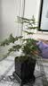 绿萝文竹九里香小叶赤楠禅意盆栽办公室桌面植物小盆景绿植花卉苗 文竹+舍得盆+方底托+青苔 实拍图