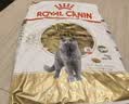 皇家猫粮 英短成猫粮 BS34 通用粮 12月以上 10KG【宠物金选】 实拍图