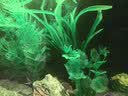 萌嘟星宠仿真水草鱼缸造景套装水族箱布景装饰摆件假植塑料假水草 11件套 实拍图