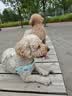 宝路狗粮全犬种通用全价粮成犬狗粮中小型犬牛肉味7.5kg【原料透明】 实拍图