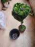 花翁独杆棒棒糖栀子花盆栽四季好养室内阳台花卉绿植老桩树苗源头直发 实拍图