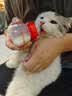 拜达尔宠物猫咪狗狗奶瓶新生幼猫幼犬专用喂奶食品级硅胶奶嘴防呛奶60ml 实拍图