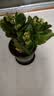 沭之美长寿花绿植花卉阳台盆栽四季开花绿植变色龙源头直发 实拍图