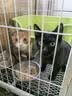 普安特宠物猫咪驱虫药驱虫体内外一体幼成虫跳蚤犬虱非泼罗尼爱滴克套装 实拍图