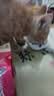 弗列加特猫粮 全价鲜肉天然粮 肠道养护配方 成猫猫粮鸡肉100g 实拍图
