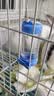 派乐特 仓鼠水壶仓鼠饮水器喝水器龙猫滚珠荷兰猪豚鼠兔子用品喂水器 实拍图