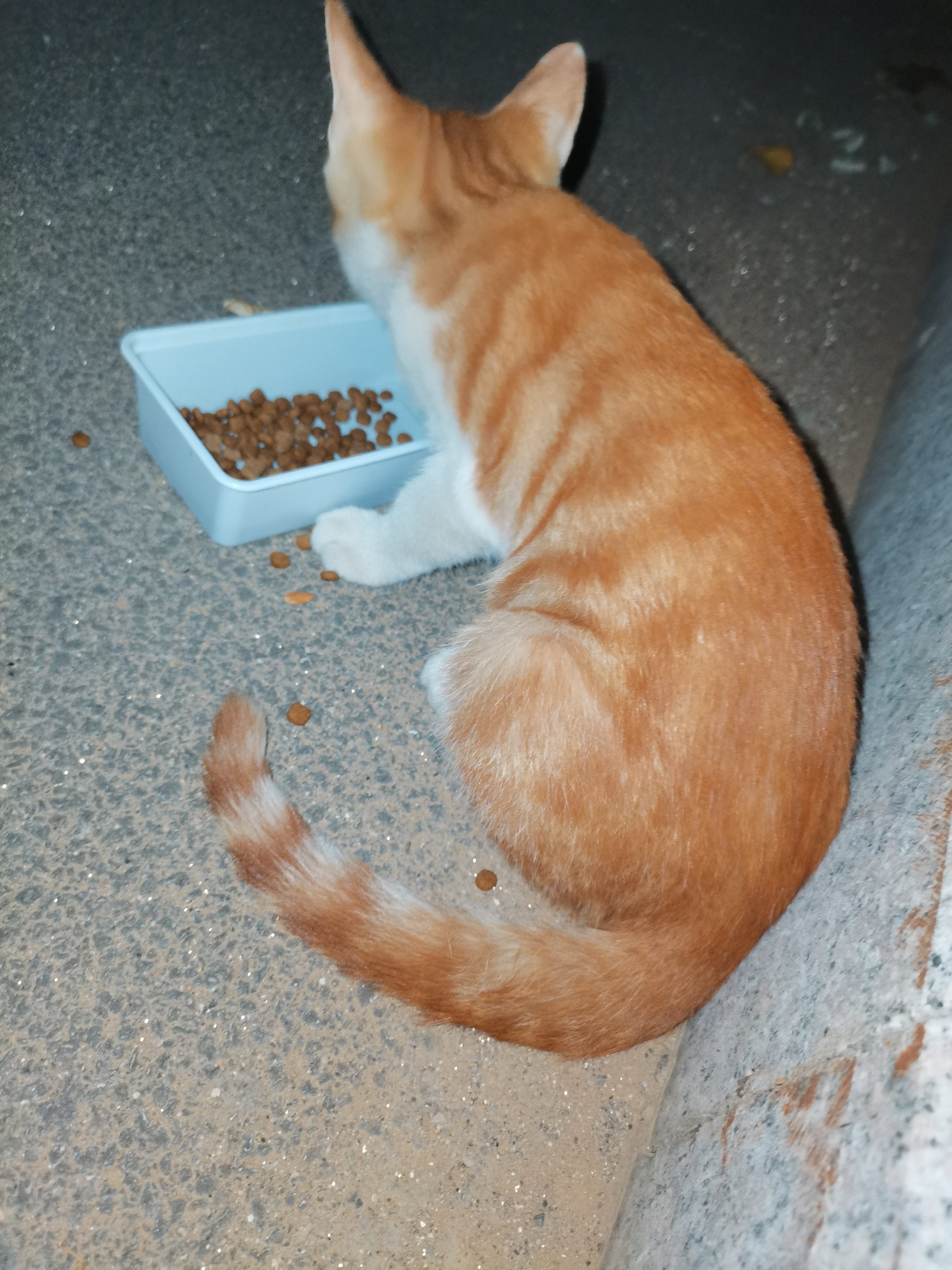 麦富迪猫粮 超肉粒冻干双拼幼猫粮免疫护肠胃 三文鱼2kg*3 实拍图