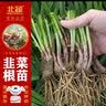 北蔬山东寿光独根红韭菜根苗紫根老品种 紫根韭菜根300棵源头直发包邮 实拍图