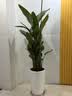 花财主天堂鸟盆栽办公室大型绿植客厅鸭脚木植物家用吸甲醛净化空气好养 7-8天堂鸟1.6-1.7【圆柱盆】 实拍图