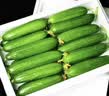 山东荷兰水果黄瓜青瓜无刺小黄瓜生吃水果蔬菜减脂轻食源头直发 净重 4斤 实拍图