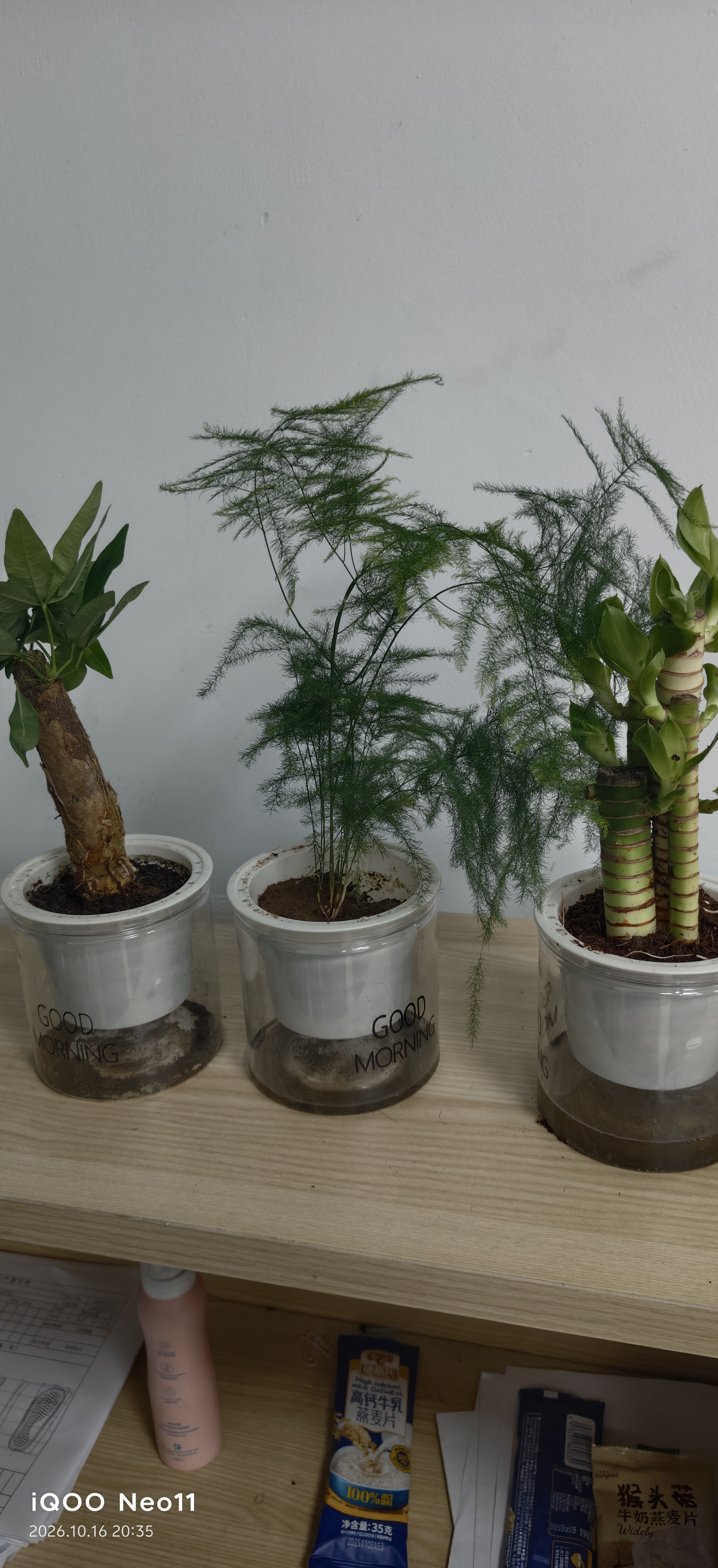 绿有意绿植盆栽多肉花卉盆栽植物室内桌面水培绿植办公室客厅植物懒人 聚财3盆】文竹+富贵竹+发财树 实拍图