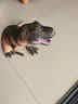 爸爸妈妈儿童恐龙玩具搪胶大恐龙软胶恐龙模型侏罗纪霸王龙宝宝动物大号 实拍图