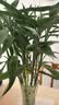 花翁富贵竹水培绿植招财转运室内客厅水养花卉盆栽植物文昌竹源头直发 实拍图