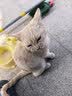 修灭盾跳蚤杀虫剂驱虫除虫药喷雾猫狗体外虱子蜱虫宠物喷剂500ml两瓶装 实拍图