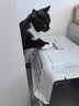 赞宠沙发防猫抓贴猫抓垫保护套布猫抓板垫猫咪爪垫用品可裁剪自粘修补 实拍图