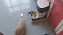 霍曼（Homerun）Real智能自动喂食器猫粮定时猫猫咪自动投食机PF20（不锈钢碗） 实拍图
