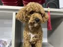 英特威因特威宠必威锐必威进口犬猫狂犬灭活疫苗1支 实拍图