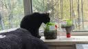 鲜朗主食猫条磷虾三文鱼油营养全价成猫幼猫湿粮无添加非零食补水湿粮 鸡肉味【12g/支】 4支【试吃装】 实拍图