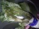 【火锅季】带根香菜100g 实拍图