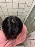 维特丝防脱洗发水生姜固发侧柏叶育控油去屑持久蓬松洗头膏露男女士专用 实拍图