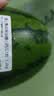 藤上熟吊秧冰糖小西瓜1粒 1.2kg 实拍图