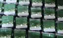 伊利【新鲜日期】金典纯牛奶200ml*24盒3.6g乳蛋白礼盒装 实拍图
