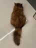 instinct百利猫粮无谷鸡高蛋白鸡生鲜鸡冻干猫粮三文鱼幼猫猫粮成猫全阶段 【优质蛋白健康餐】高蛋白鸡肉猫粮10磅 实拍图