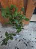 桂花树苗盆栽室内四季桂花卉植物金桂丹桂庭院大树浓香型绿植开花 四季桂花高40cm左右【原土球发货】 实拍图