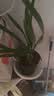 劉閣蘭花兰花苗 香妃 有香味的夏带花苞出售室内外花卉绿植盆栽草观花植物 香妃2苗加盆土肥，说明书 实拍图