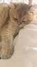 大宠爱 猫驱虫药 体内外同驱耳螨虱子跳蚤虫 2.6-7.5kg成猫 3支装 实拍图
