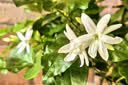 史丹利山茶花茉莉花杜鹃花君子兰栀子花肥料专用肥家用营养液酸性500ml 实拍图