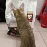 冠能猫粮 成猫猫粮鸡肉味10kg 全价猫粮 稳固免疫【宠物金选】 实拍图