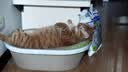 好主人金装好主人猫粮2.0 成猫幼猫蓝猫英短通用全价无谷冻干 【量贩优惠】金装成猫粮9斤 实拍图