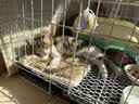 憨憨宠猫笼折叠猫笼子大号猫别墅加粗加密双层猫舍猫窝宠物猫咪用品家用 白色 600双层 实拍图