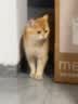 麦富迪猫粮 barf霸弗天然猫粮冻干生骨肉高蛋白成猫粮养胃增肌牛肉5.4kg 实拍图