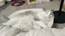 皇家猫粮 幼猫猫粮 幼猫奶糕 K36 通用粮 4-12月 2KG 实拍图