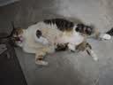 冠能猫粮室内成猫猫粮7kg 全价猫粮 添加膳食纤维 控制毛球 实拍图