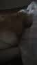皇家狗粮 成犬狗粮 犬粮 宠物大型犬 GR26全价犬粮≥15月15KG 实拍图