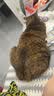海洋之星烘焙猫粮冰川三文鱼猫粮 幼猫成猫美毛 布偶蓝猫全价鲜肉粮1.5kg 实拍图