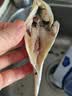 鲜到鲜得 三去小黄鱼1200g 黄花鱼 生鲜 鱼类 烧烤食材 海鲜水产 源头直发 实拍图
