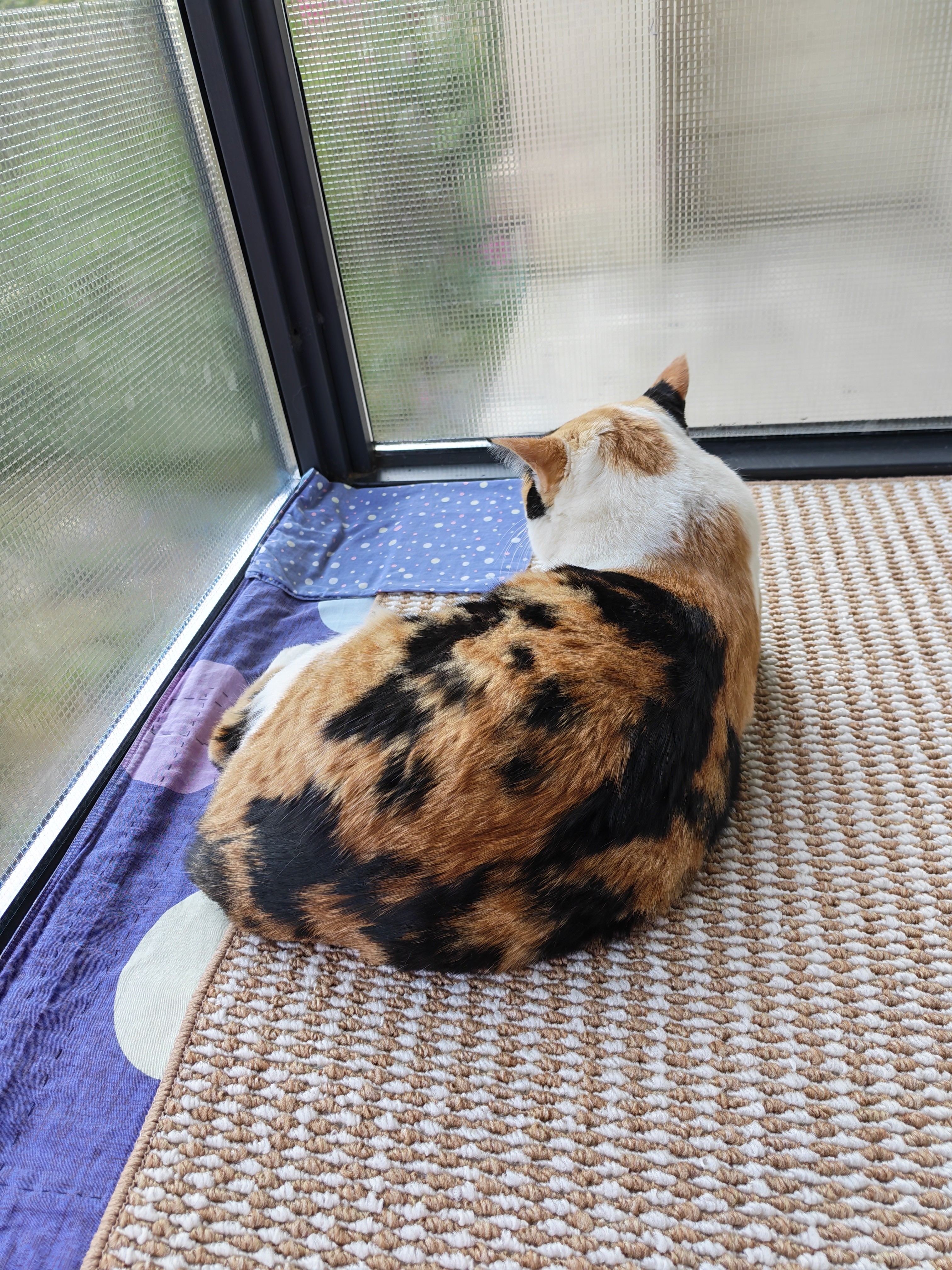 愛肯拿（ACANA）猫粮 牧场盛宴成猫幼猫粮 增肌发腮无谷进口鸡肉粮1.8kg效期27/5 实拍图
