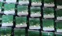 伊利【新鲜日期】金典纯牛奶200ml*24盒3.6g乳蛋白礼盒装 实拍图