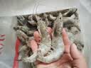 万景国产大虾 盐冻北海白虾(大号) 80-100只净重4斤 中秋聚餐海鲜 实拍图