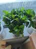 绿有意绿植盆栽多肉花卉盆栽植物室内桌面水培绿植办公室客厅植物懒人 清新3盆】栀子花+九里香+金枝玉叶 实拍图