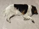 普安特宠物狗狗驱虫药犬体内外同驱跳蚤犬虱非泼罗尼爱滴克+内驱 实拍图