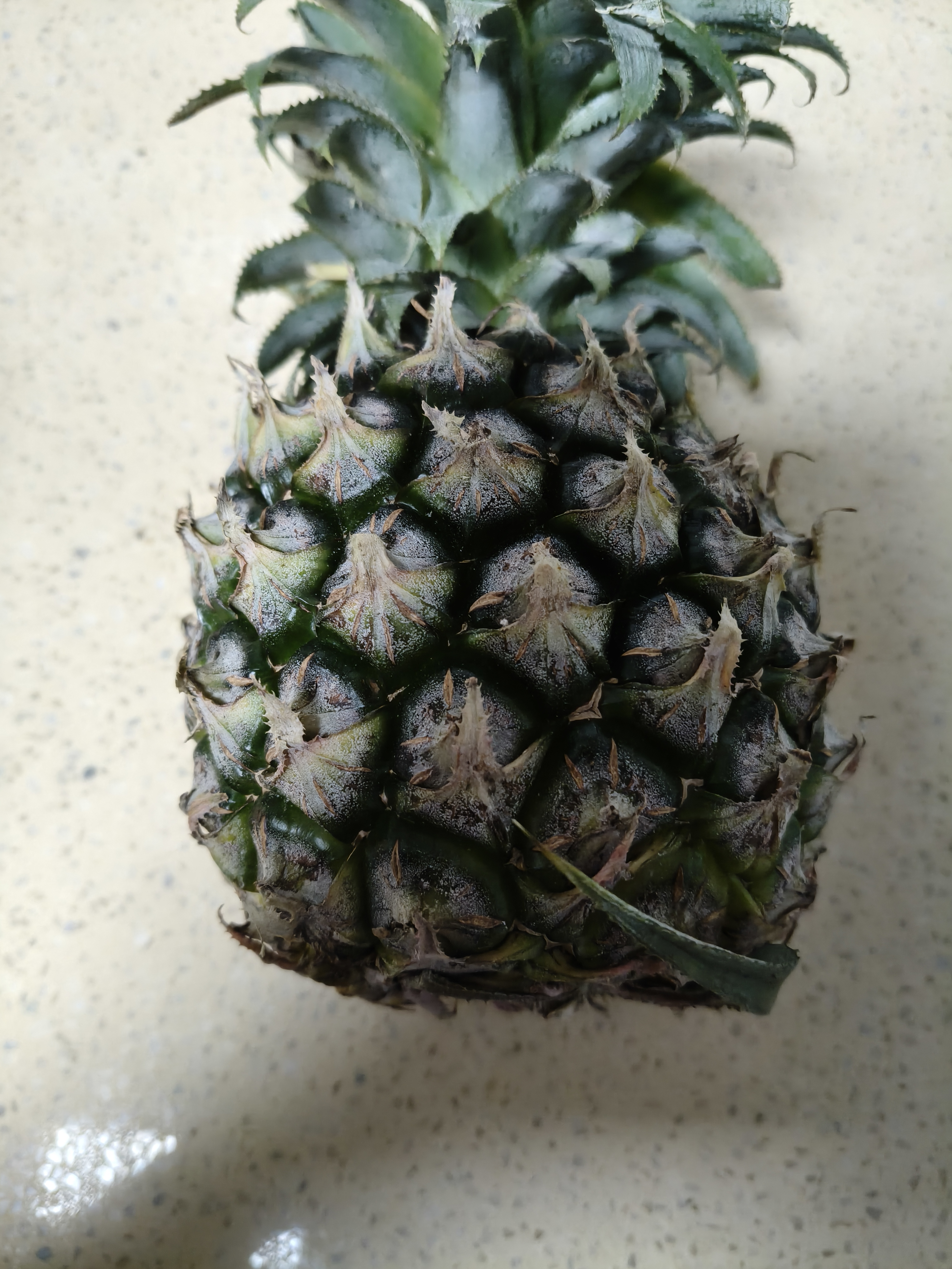 广东徐闻香水菠萝新鲜水果生鲜热带孕妇水果整箱包邮 【限时低价】1个装  净重650g起 实拍图
