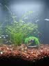 萌嘟星宠鱼缸造景装饰仿真酒桶摆件鱼虾繁殖躲避罐水族箱创意布景 小号 实拍图