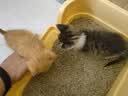 疯狂的主人猫砂盆半封闭式幼猫防外溅防漏猫沙盆猫厕所猫屎盆猫咪用品 实拍图