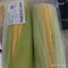 【火锅季】黄粒甜玉米约850g 实拍图